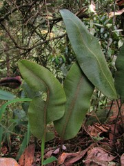 Elaphoglossum