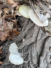 Trametes suaveolens