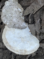 Trametes suaveolens
