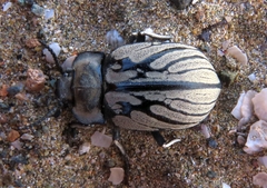 Gyriosomus