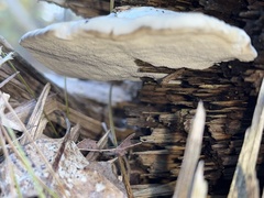Trametes suaveolens
