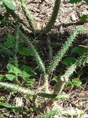 Cactaceae
