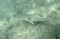 Mulloidichthys flavolineatus