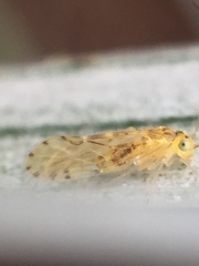 Zelandopsocus kuscheli