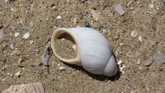 Chiliborus pachychilus