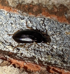 Notiobia