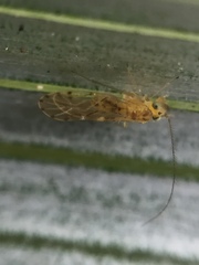 Zelandopsocus kuscheli