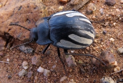 Gyriosomus