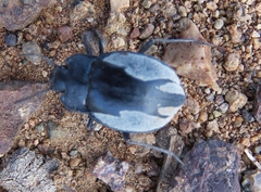 Gyriosomus barriai