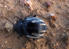 Gyriosomus