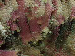 Stichodactyla tapetum