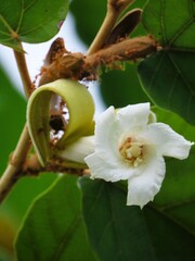 Pterospermum diversifolium