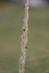 Naemia seriata