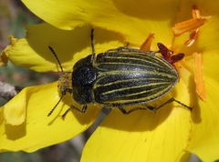 Geoborus rugipennis