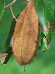 Pterospermum diversifolium