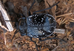 Gyriosomus