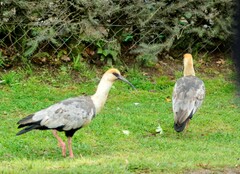 Theristicus melanopis