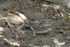 Callopistes maculatus