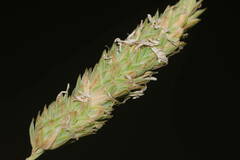 Phalaris aquatica