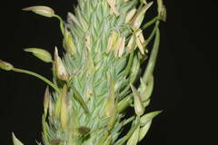 Phalaris aquatica