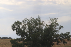 Populus deltoides monilifera