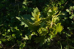 Bocconia frutescens