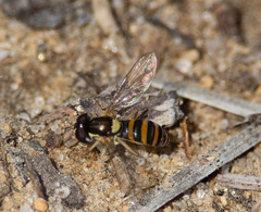 Sphaerophoria contigua