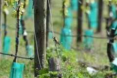 Carduelis carduelis britannica
