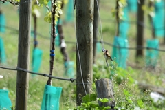 Carduelis carduelis britannica