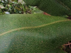 Elaphoglossum