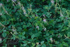 Desmodium intortum