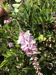 Indigofera kirilowii