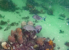 Acanthopagrus australis