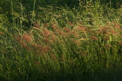 Melinis repens
