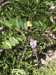Indigofera kirilowii