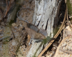 Celastrina