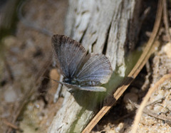 Celastrina