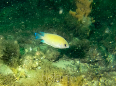 Mecaenichthys immaculatus
