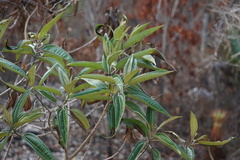 Miconia bicolor