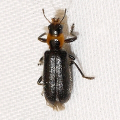 Placopterus thoracicus