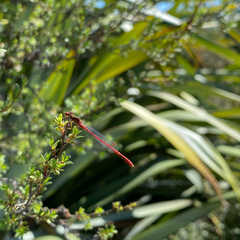 Xanthocnemis zealandica