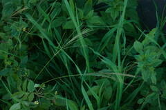 Digitaria velutina