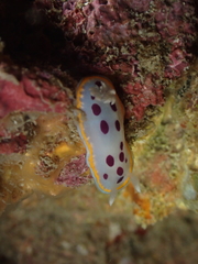 Goniobranchus tumuliferus