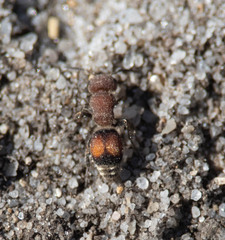 Pseudomethoca simillima