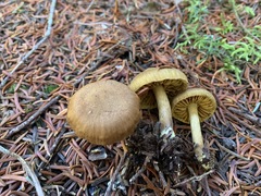 Cortinarius huronensis