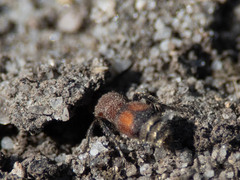 Pseudomethoca simillima