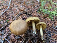 Cortinarius huronensis
