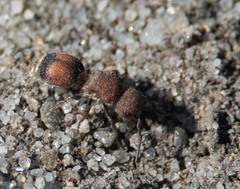 Pseudomethoca simillima