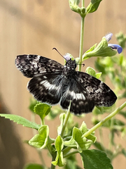 Chiomara georgina
