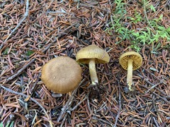 Cortinarius huronensis